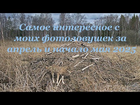 Видео: Трофеи весны