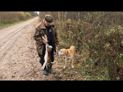 Видео: 20.10.2025. Охота с рг Баяном на зайца.