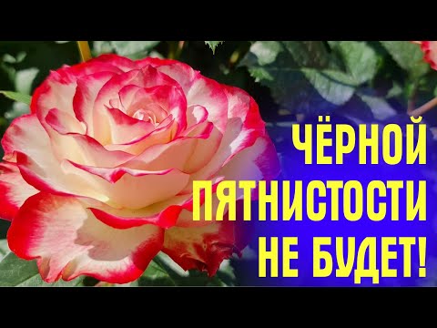 Видео: СУПЕР КОКТЕЙЛЬ от ЧЕРНОЙ ПЯТНИСТОСТИ! СРОЧНО ОПРЫСКАЙТЕ розы и ПЯТЕН НЕ БУДЕТ!