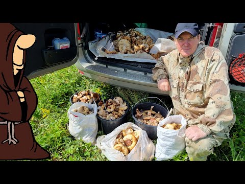 Видео: Десять Ведер Грибов за Пару часов Тихая охота на Грузди в Самарской области