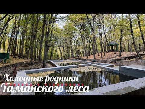 Видео: Холодные родники Таманского леса.  Переезд в Ставрополь.