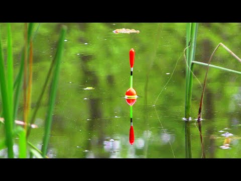 Видео: КІЛОГРАМОВИЙ КАРАСЬ, ЛИН!!! 🐟 НЕРВИ НА МЕЖІ! 🎣 Ловля на поплавок