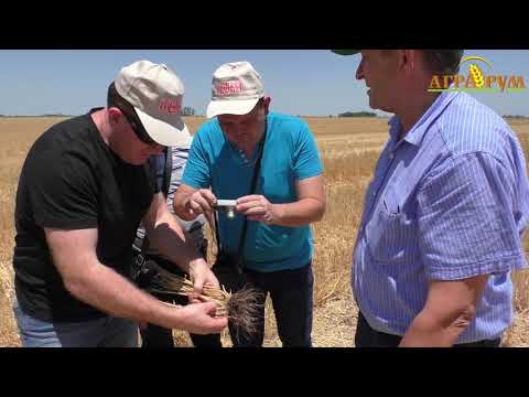 Видео: Посев маиса после уборки пшеницы в Аргентине. Кущение - 15 колосьев