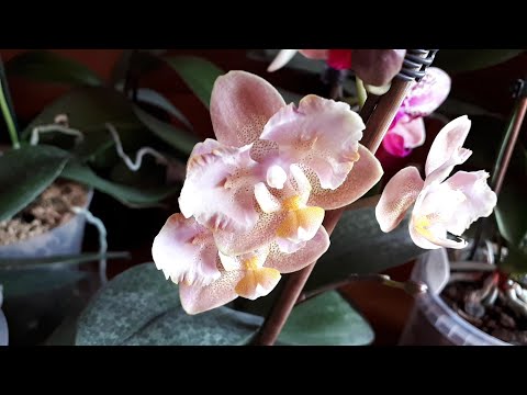 Видео: Орхидейный Март 🌸 Обзор моих цветущих орхидей🌸