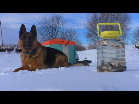 Видео: ЗИМНИЙ УЛОВ. Мороз, а в палатке жара