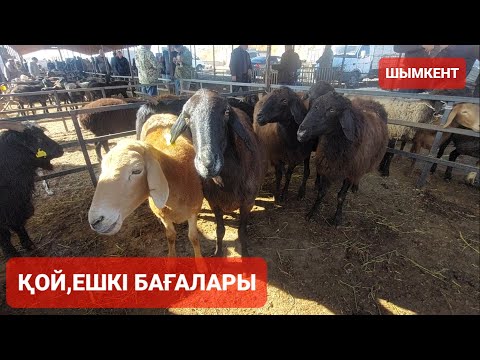 Видео: ҚОЙ, ЕШКІ БАҒАЛАРЫ ШЫМКЕНТ