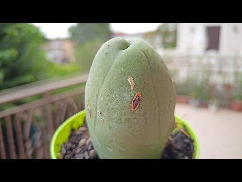 Видео: Echinopsis Lageniformis monstruosa. Эхинопсис Лагениформный монстрозный.