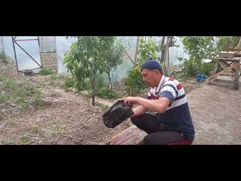 Видео: Тарвуз экиш сирлари 3-дарс 2023-05-07