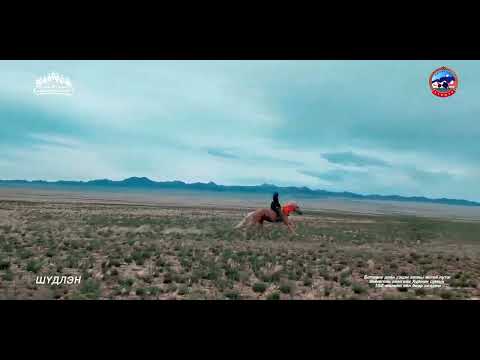 Видео: Шүдлэнгийн уралдаан