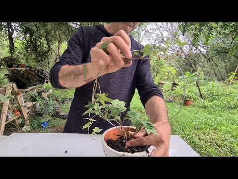 Видео: Красивая идея с вешалкой и плющами - другой способ подвесных растений