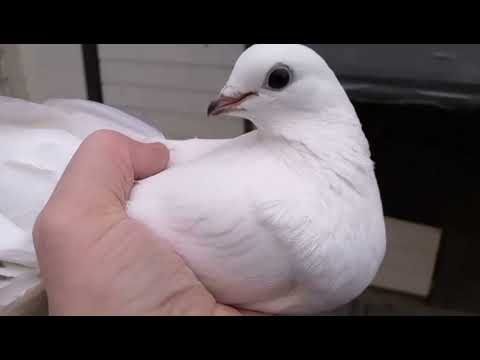 Видео: Таджикские сизохвостые (черноносые), Сочи, Гульбаданы. Голуби Сергея Петерса. Tauben /Pigeons.