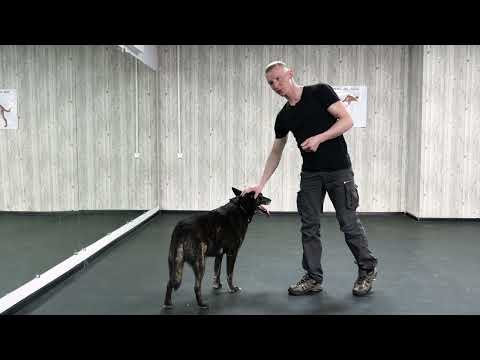 Видео: Как научить собаку команде ко мне 🐶 Как научить щенка слышать команду "Ко мне" 🐕