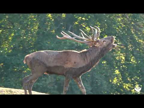 Видео: 🦌 Времето на елените🦌