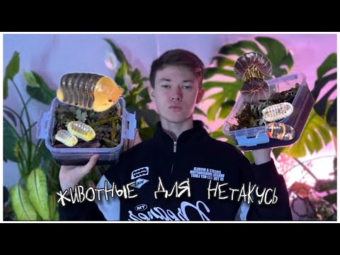 Видео: Мокрица – лучший домашний питомец?