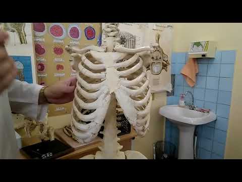 Видео: Лекція  Скелет тулуба . ЗДМК . ua