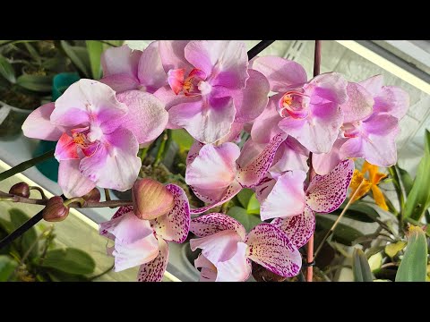 Видео: Огляд дорослих фаленопсисів🌺🌷🌿# orchids #phalaenopsis #plants #метелики#пелори