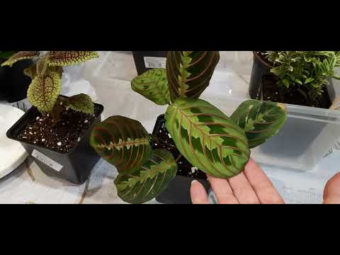 Видео: Неожиданные покупки. 😃 Новенькие растишки всегда поднимают настроение.