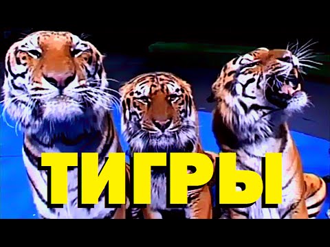 Видео: Галилео. Тигры