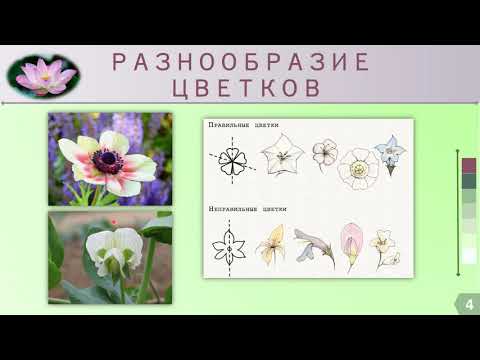 Видео: Цветок. Строение и разнообразие цветков (урок биологии 6 класс)