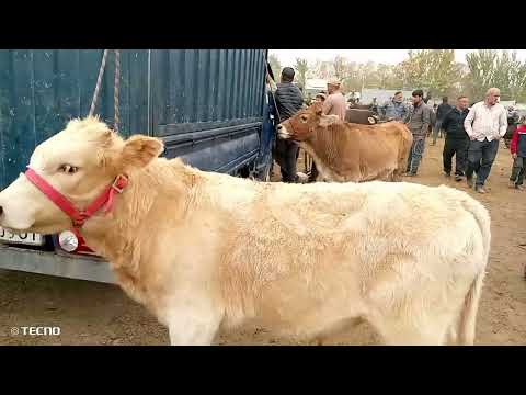 Видео: Молбозори Кумсангир 26/10/2025 нарху навои гуначину букахо.
