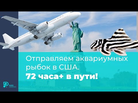 Видео: Отправляем аквариумных рыбок в США   72 часа+ в пути!