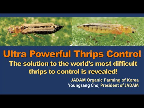 Видео: Сверхмощное средство для борьбы с трипсами. Самое сложное в мире средство для борьбы с трипсами. ...