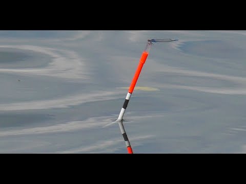 Видео: Прикормил и наловил . Рыбалка в сентябре  Ловля карпа , карася и линя осенью на поплавок. My fishing