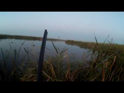 Видео: Охота на уток 2016 (Классика)