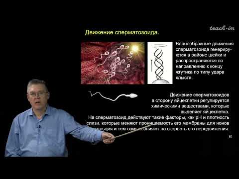 Видео: Дубынин В.А. - 100 часов школьной биологии - 2.14. Гаметогенез и оплодотворение.Эмбриогенез (начало)