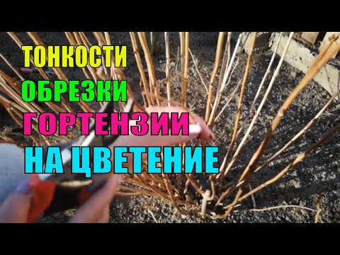 Видео: ПРАВИЛЬНАЯ ОБРЕЗКА ГОРТЕНЗИИ.СЕКРЕТЫ ПЫШНОГО ЦВЕТЕНИЯ ГОРТЕНЗИЙ.