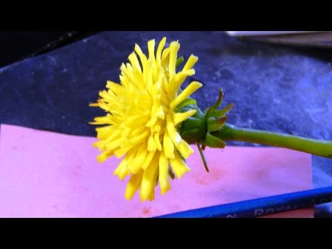 Видео: Одуванчик из холодного фарфора \ How to make a dandelion from a cold porcelain