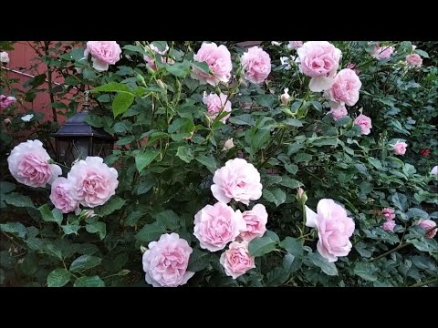 Видео: Роза шраб, флорибунда Natasha Richardson