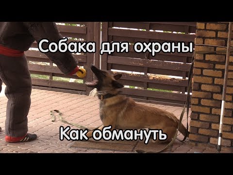 Видео: Как обмануть собаку для охраны