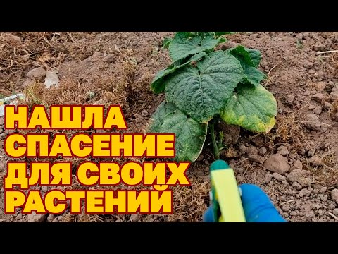 Видео: ЗНАТЬ БЫ РАНЬШЕ КАК ОЖИВИТЬ ОГОРОД И САД В ЗАСУХУ УБЕРЕЧЬ ОТ БОЛЕЗНЕЙ/МИКОРИЗА @obovsemsmarusya