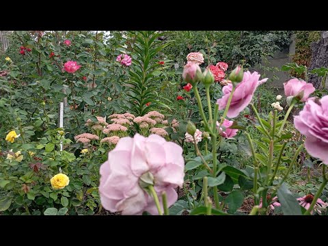 Видео: Про групи троянд🌹 Яка різниця, для чього знати групу троянди🤔🌹🇺🇦