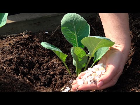 Видео: ВСЕГДА КЛАДУ ЭТО В ЛУНКУ ПРИ ПОСАДКЕ КАПУСТЫ!