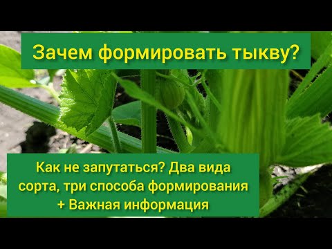 Видео: Для чего формировать тыкву? Как и когда формировать тыкву?Прищипывание тыквы в открытом грунте