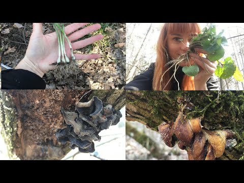 Видео: ОЧЕНЬ ТИХАЯ ОХОТА... Весенние грибы и витаминные растения. Строчки, Муэр, Чесночница