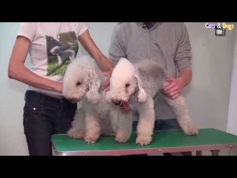 Видео: Cats&DogsTV - УДИВИТЕЛЬНЫЙ МИР СОБАК - БЕДЛИНГТОН ТЕРЬЕР / BEDLINGTON TERRIER DOGS