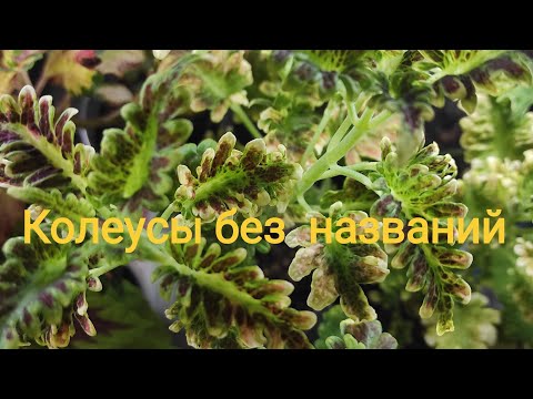 Видео: Колеусы. Кто есть кто? Безымянные колеусы.