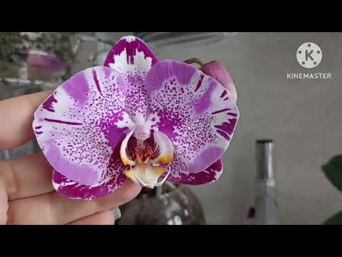 Видео: Орхидеи на лоджии зимой! Часть 2.