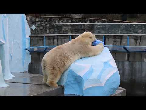 Видео: Кай сегодня играет с канистрой на суше 30.10.2025