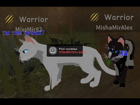Видео: Как лечить кота в коты воители.