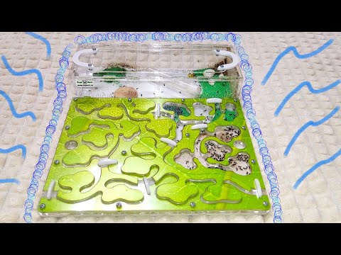 Видео: Муравьи и формикрий - как живут муравьи в домашних условиях