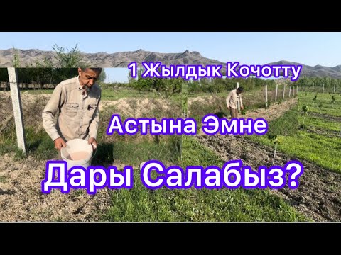 Видео: 1 Жылдык Кочотту Астына Эмне Дары Салабыз?