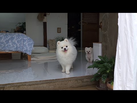 Видео: Мама номер один в списке желаний [Ежедневный V-LOG Ру Понга]