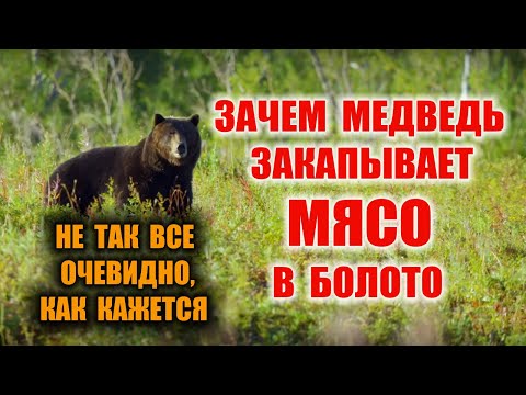 Видео: СВЕЖЕЕ МЯСО В БОЛОТЕ- Консервация или нет? Как сохранить мясо? Медведь делает схрон в тайге Бушкрафт