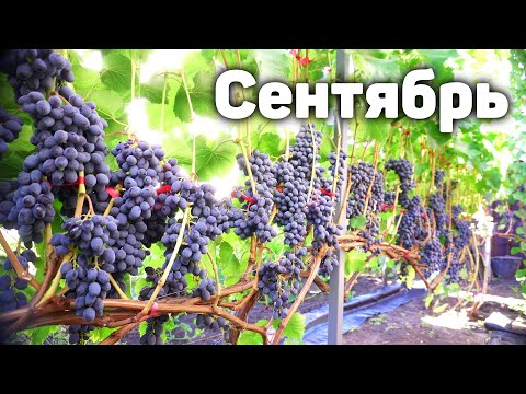 Видео: План работ на винограднике в сентябре 2024 🍇