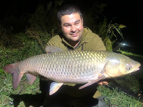 Видео: ловля дикого амура на кислую кукурузу