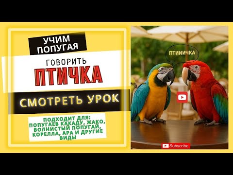 Видео: Как научить попугая говорить? Попугай говорит слово птичка